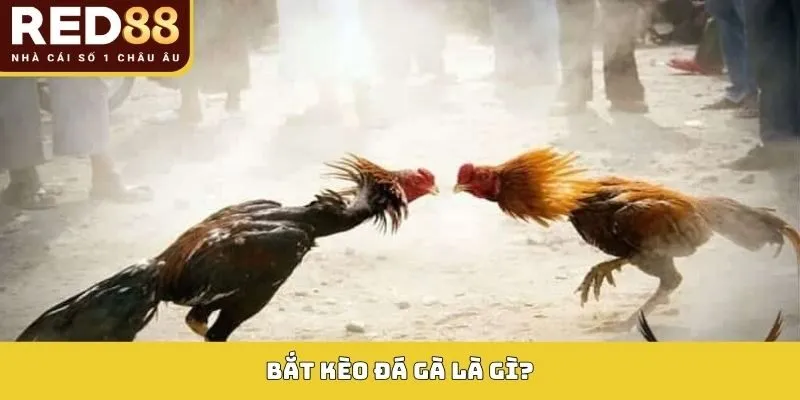 Bắt Kèo Đá Gà: Phân Tích Sâu Tỷ Lệ Cược, Tối Ưu Lợi Nhuận 2 Khái niệm về bắt kèo đá gà