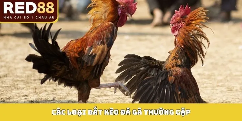 Bắt Kèo Đá Gà: Phân Tích Sâu Tỷ Lệ Cược, Tối Ưu Lợi Nhuận 3 Các loại Bắt kèo đá gà thường gặp