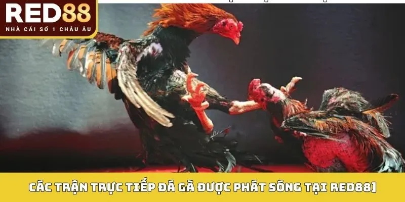 Xem Trực Tiếp Đá Gà RED88 – Hình Ảnh Sắc Nét, Kịch Tính 3 Các trận Trực tiếp đá gà được phát sóng tại RED88