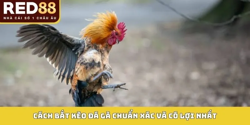 Bắt Kèo Đá Gà: Phân Tích Sâu Tỷ Lệ Cược, Tối Ưu Lợi Nhuận 5 Cách bắt kèo đá gà chuẩn xác và có lợi nhất