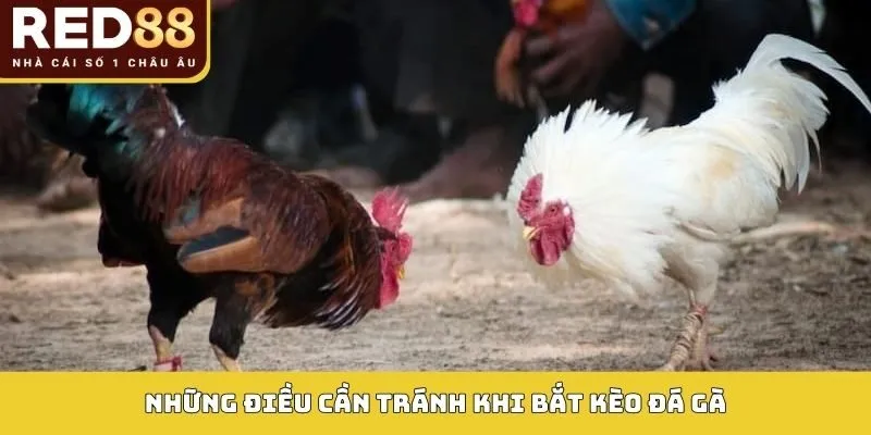 Bắt Kèo Đá Gà: Phân Tích Sâu Tỷ Lệ Cược, Tối Ưu Lợi Nhuận 6 Những điều cần tránh khi bắt kèo đá gà